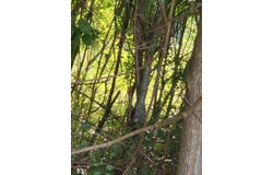 Lot  254 Petal Drive, Petal, MS 39465