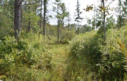 Lot 5 Red Oak Trail, Prescott, MI 48756