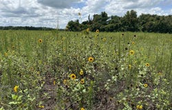 29.63 Acres - Society Hill Rd, Darlington, SC 29532