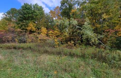 74066 Ridgeway Drive, Lawton, MI 49065