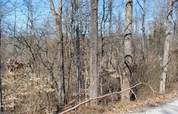 East Branch Road, Lowell, OH 45744