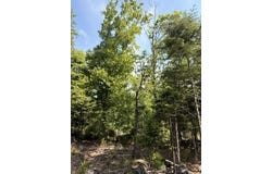 Lot #16 Sunset Cove Way, Orland, ME 04472