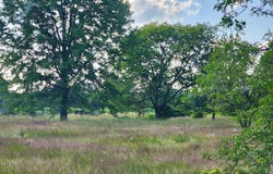 Vacant Springborn Road, Casco, MI 48064