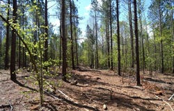 01 Dibrell Road, Pelham, NC 27311