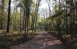 28545 Coker Vail Rd, Holden, LA 70744