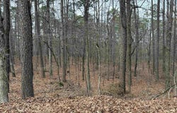 Silleda Ln lot: 9, Hot Springs Village, AR 71909