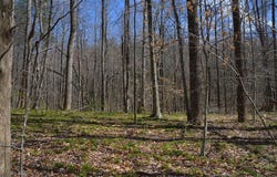 0 TBD Duffey Lane, Stuart, VA 24171