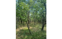 Black Land Road, Haworth, OK 74740