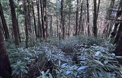 ArchCape, OR 97102