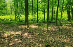 00 Kiwanis Road, Lee, NY 13440