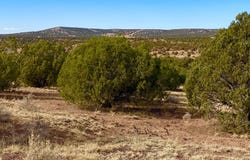 Tbd Co Rd 8269 Lots 150 & 151, Concho, AZ 85924