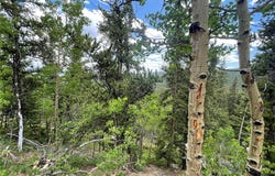 847 COUNTY ROAD 787, Alma, CO 80420
