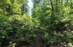 TBD (Lot 5) Heather Lane, Mena, AR 71953
