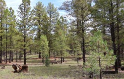 Rhyolite Road lot: 44, Grants, NM 87020