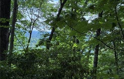 Lot 215 Casey Mountain Road, Purlear, NC 28665