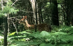 9 Acres CAMP 12 RD, Eagle River, WI 54519