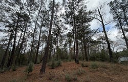 Black Squirrel Road E, Brookeland, TX 75931
