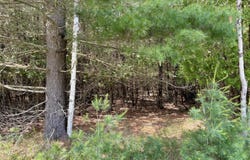 002 Lake Park, Onekama, MI 49675