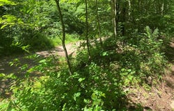 Route 872, Austin, PA 16720