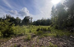 Pettey Road, Forest, MS 39074