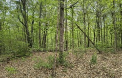 1875 Pleasant Woods Circle, Carbondale, IL 62902