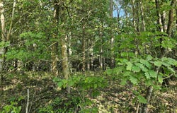 Lot 20 Ukn April Ln, Wickes, AR 71973