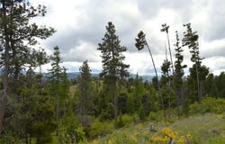 NHN Bugler Trail, Kila, MT 59920