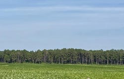 Us 17 N lot: 3, Washington, NC 27889