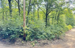 8th Avenue, Bitely, MI 49309