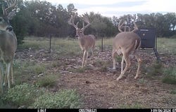 919 SD, Rocksprings, TX 78880