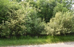 Islanders lot: 271, Gladwin, MI 48624