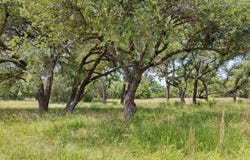 997 Sandy Oaks Ranch Road, Johnson City, TX 78636