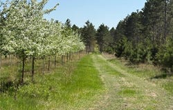 11.5 Acre Lot Nagel Road, Pequot Lakes, MN 56472