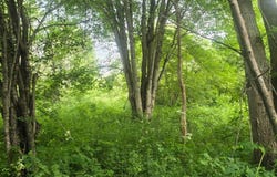 cty rte 46, Theresa, NY 13691