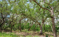 1632 Link lot: 4, Doss, TX 78618