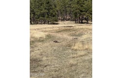 Lot E Forest Road 26, Alpine, AZ 85920