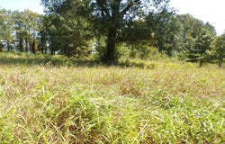 Collier Trail, Lewisville, AR 71845