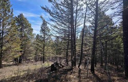 Porcupine Drive Lot 27B, Dubois, WY 82513