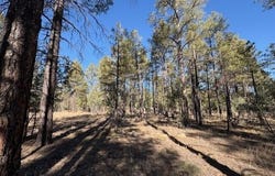 3270 W Black Oak Loop, Show Low, AZ 85901