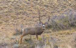TBD Iron Mountain Rd, Chugwater, WY 82210