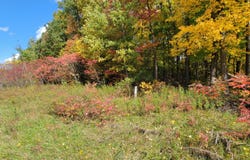 74016 Ridgeway Drive, Lawton, MI 49065