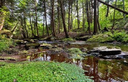 WP0  Benton Hollow Rd., Livingston Manor, NY 12758