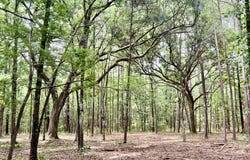 2 Becky Lane, Yemassee, SC 29945