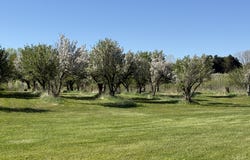 5140 37 Mile Road - Bruce Township, Romeo, MI 48065