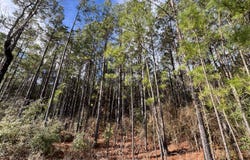 0 Sneed Rd., Florien, LA 71429