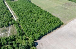 TBD SE HOMESTEAD WAY, Lee, FL 32059