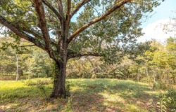 28060 Farm Rd 1268 lot: 27, Golden, MO 65658