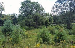 1150 Logan Hollow-Copperas Branch Road, Morehead, KY 40351