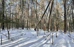 Lot 80-1 Currier Road, Candia, NH 03034