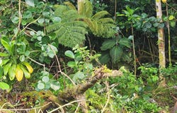 Pahoa, HI 96778